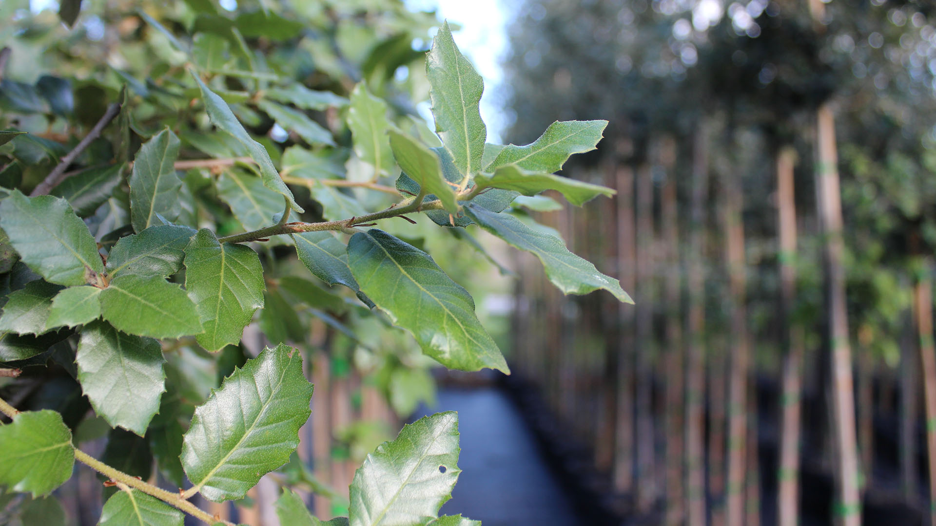 Quercus ilex