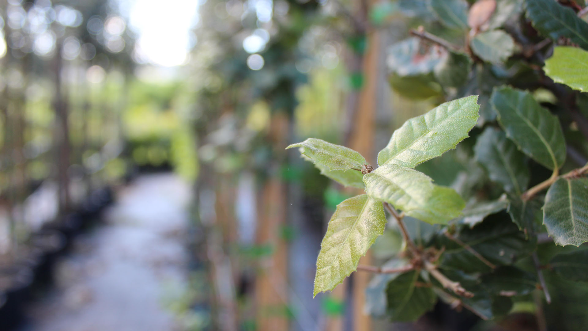 Quercus ilex